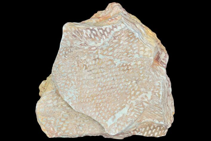 Ordovician Graptolite (Araneograptus) Plate - Morocco #126409